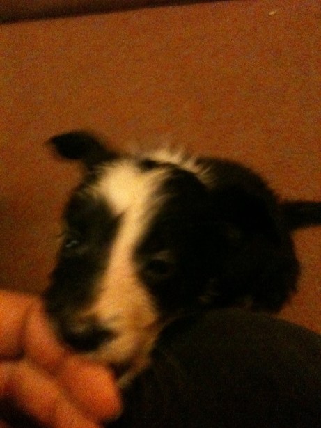 ziggy1