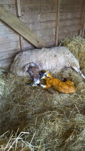 WP_20160325_15_08_02_Pro_LI