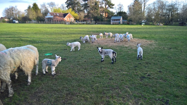 WP_20160413_18_44_00_Rich