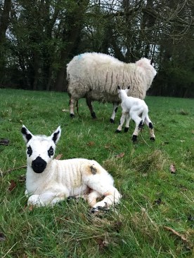 20170404_054001665_iOS