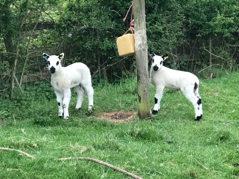 20170420_063445502_iOS